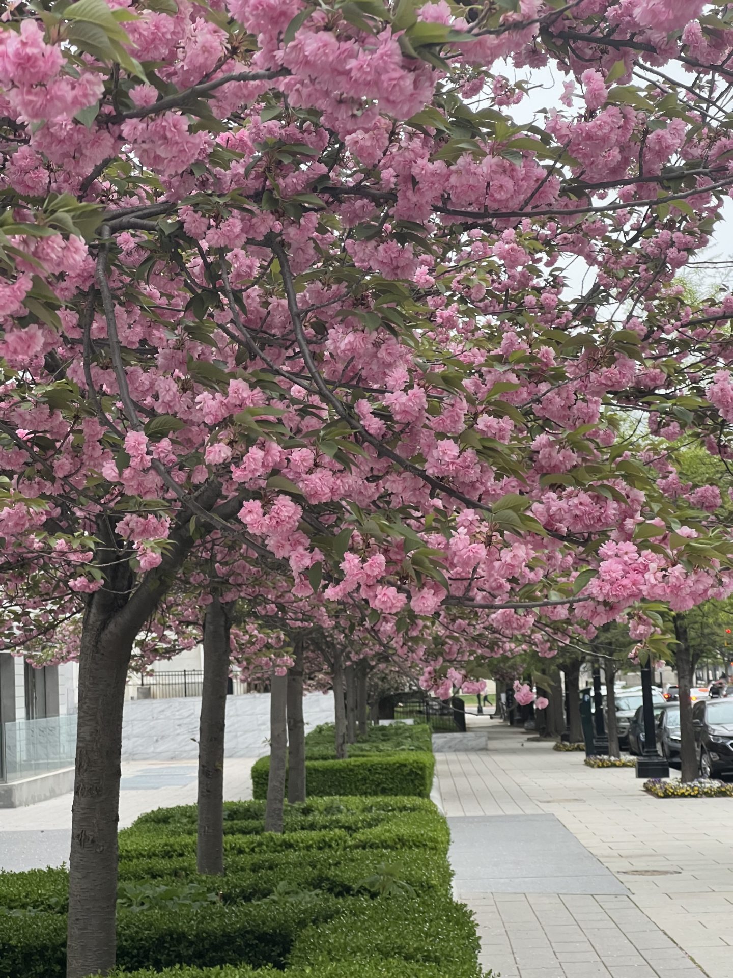 tree with blossoming flowers