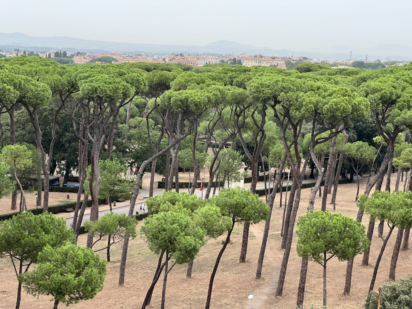 Pine trees in Rome